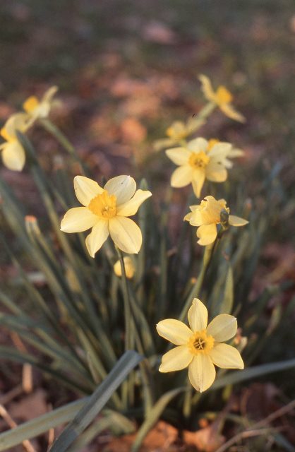 Daffodils